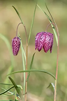 Fritillaria: Snake's-head Fritillary - flowers