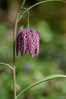 Danube: Snake's Head Fritillary (Fritillaria meleagris)