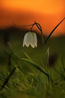 Thames: Snake's-head fritillary or fritillary, Fritillar