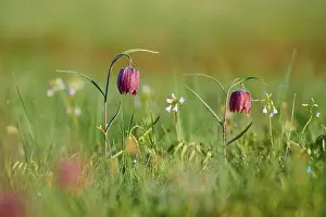 Square: Snake's Head Fritillary or lapwing (Fritillaria meleagris)