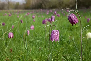 Fritillaries: Snake's-head Fritillary - in meadow full of flowers