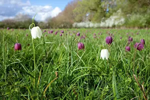 Fritillaries: Snake's-head Fritillary - in meadow full of flowers