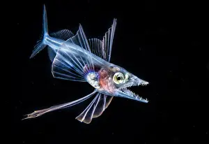 Vent: Snaketooth deepsea swallower (Kali macrodon), Tahiti