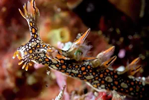 Cerata: Snakey Bornella Nudibranch