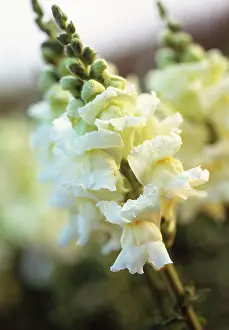 Snapdragon: Snapdragon