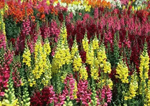 Snapdragon: Snapdragon