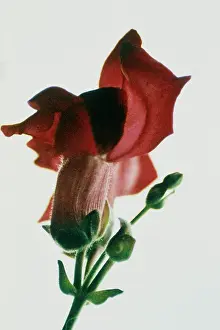 Photographic: Snapdragon