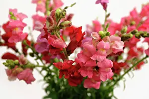 Snapdragon: Snapdragon