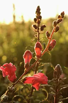 Snapdragon: Snapdragon