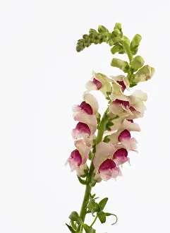 Snapdragon: Snapdragon