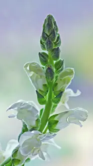 Snapdragon: Snapdragon