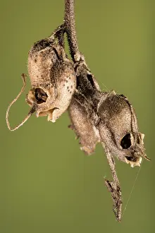 Skull: Detail of Snapdragon skull (Antirrhinum majus)