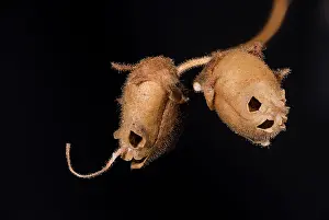 Skull: Detail of Snapdragon skull (Antirrhinum majus) against a bla