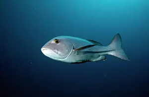 Douglas David Seifert: Snapper