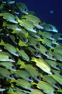 Stripes: SNAPPER FISH - SHOAL