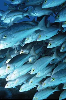 Snapper: SNAPPER FISH SHOAL