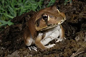 Cyclorana: Snapping Frog