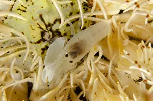161018: Snapping Shrimp - in Crinoid - Night dive, Scuba