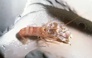 Tentacles: SNAPPING SHRIMP - kills by clicking claws