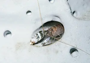 Tentacles: SNAPPING SHRIMP - kills by clicking claws