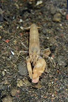 Snapping: Snapping Shrimpp - Bulaken dive site, Amed, Karangasem