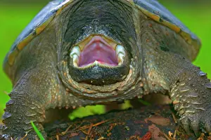 Armour: Snapping Turtle