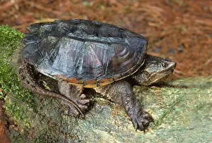 Chelydridae: Snapping Turtle