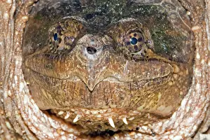 Snapper: Snapping Turtle