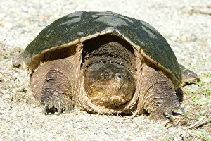 Snapper: Snapping Turtle