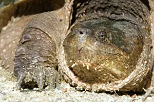 Snapper: Snapping Turtle