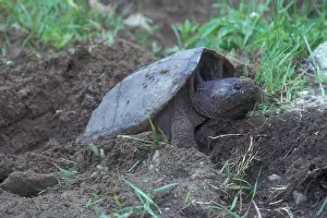 Pound: Snapping Turtle