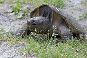 Cryptodira: Snapping Turtle