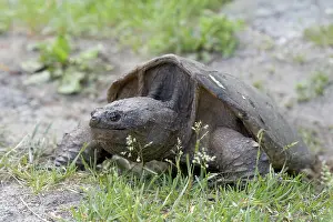 Cryptodira: Snapping Turtle