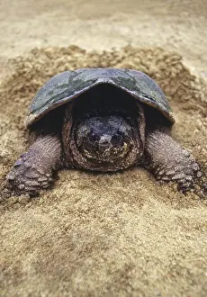 Snapper: Snapping Turtle