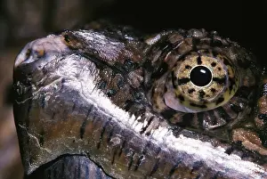 Snapper: Snapping Turtle