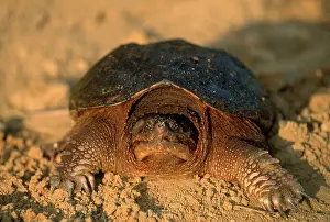 Chelydra: Snapping Turtle