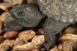 Chelydra: Snapping Turtle