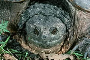 Chelydra: Snapping Turtle