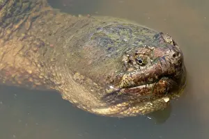 Snapping: Snapping Turtle