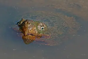 Snapping: Snapping Turtle