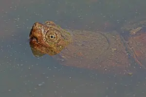 Snapping: Snapping Turtle