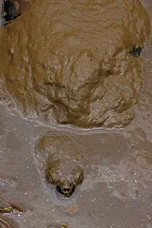 John Cancalosi: snapping turtle, buried in mud, Chelydra serpentina
