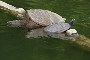Rubriventris: Snapping turtle, Chelydra serpentina, basking on log, wi