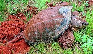 Chelydra: Snapping Turtle (Chelydra serpentina)