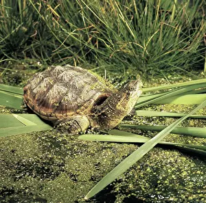 Chelydra: Snapping Turtle (Chelydra serpentina)