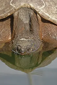 Stretched: Snapping turtle, Chelydra serpentina, basking on log, wi