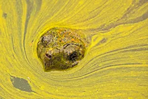 Algal: snapping turtle, Chelydra serpentina, and algal