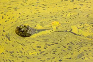 Algal: snapping turtle, Chelydra serpentina, and algal