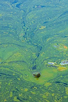 Algal: snapping turtle, Chelydra serpentina, and algal