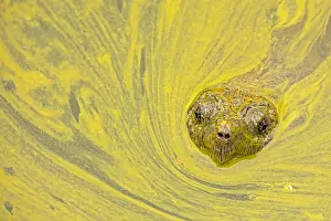 Issues: snapping turtle, Chelydra serpentina, and algal